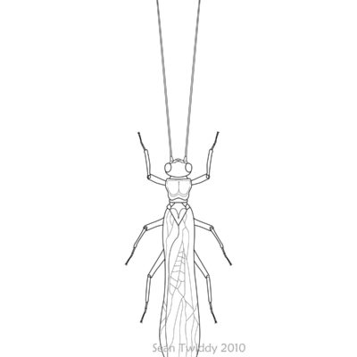 Illustration of stonefly.Stonefly; Macroinvertebrates created for National Mississippi River Museum & Aquarium, 2010.