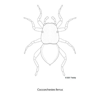 Coccorchestus ferreus, Beetle Mimic Spider. 2021. Mimics Series