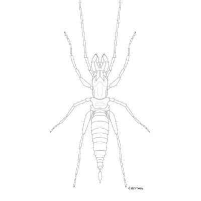 Draculoides bramstokeri, Short-Tailed Whip Scorpion. 2021