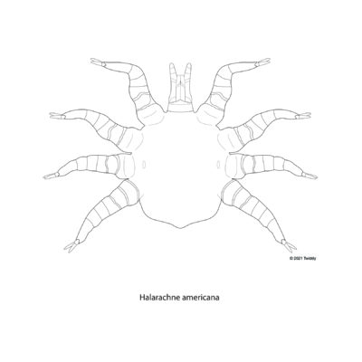 Halarachne americana, Caribbean Monk Seal Nasal Mite. 2021