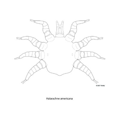 Halarachne americana, Caribbean Monk Seal Nasal Mite. 2021