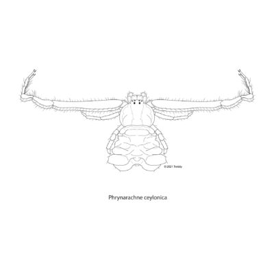 Phrynarachne ceylonica, Bird Dung Spider. 2021