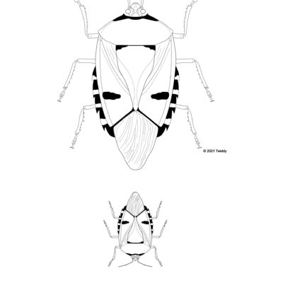Catacanthus incarnatus, Man-Faced Stink Bug. 2021