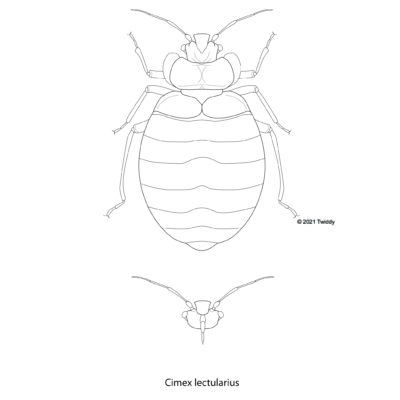 Cimex lectularius, Bedbug. 2021