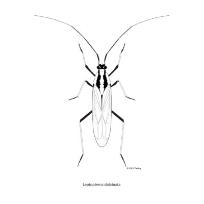 Leptopterna dolabrata, Meadow Plant Bug. 2021