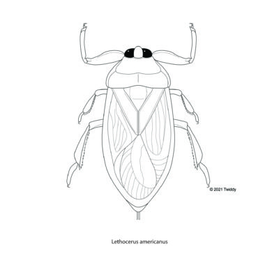 Lethocerus americanus, Giant Water Bug. 2021