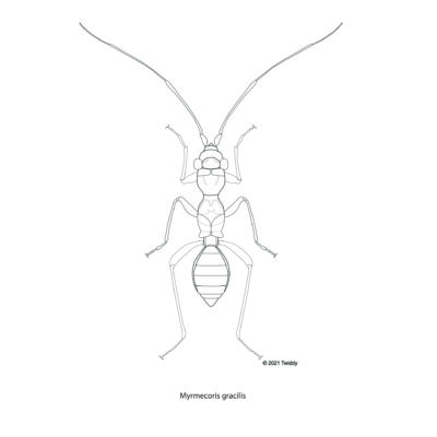 Myrmecoris gracilis, Ant Mimic Bug. 2021