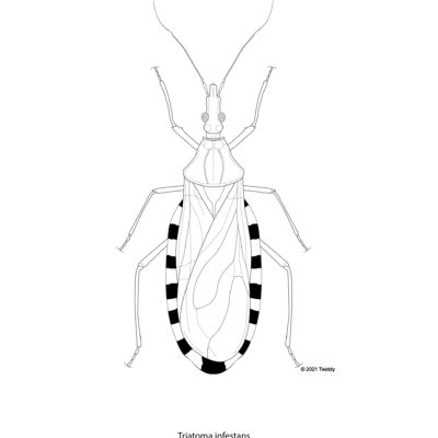 Triatoma infestans, Kissing Bug. 2021