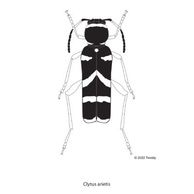 Clytus arietis, Wasp Mimic Beetle. 2022