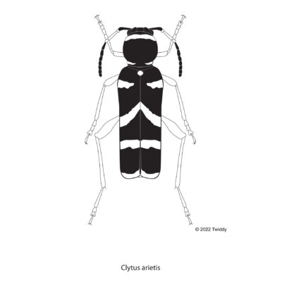 Clytus arietis, Wasp Mimic Beetle. 2022. Mimic Series
