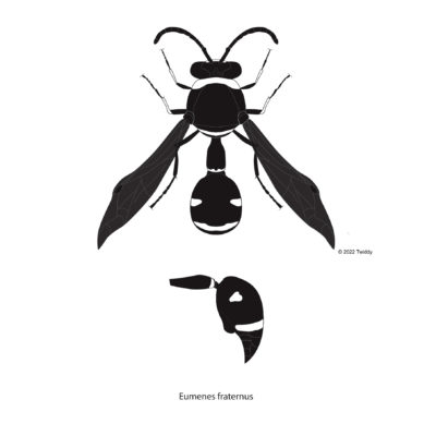 Eumenes fraturnus, Potter Wasp. 2022