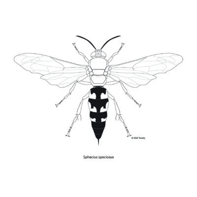 Sphecius speciosus, Cicada Killer. 2022