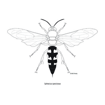 Sphecius speciosus, Cicada Killer. 2022