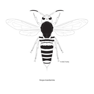 Vespa mandarinia, Asian Giant Hornet. 2022