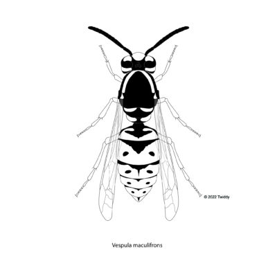 Vespula maculifrons, Eastern Yellowjacket. 2022