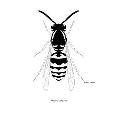 Vespula vulgaris, Commom Wasp. 2022