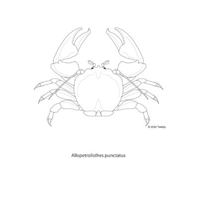 Allopetrolisthes puncatatus, Porcelain Crab. 2022