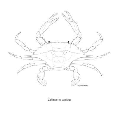 Callinectes sapidus, Blue Crab. 2022