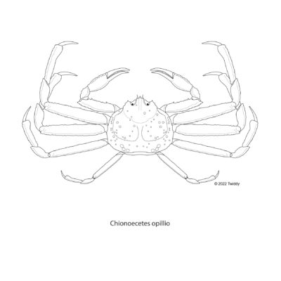Chionoecetes opillio, Snow Crab. 2022