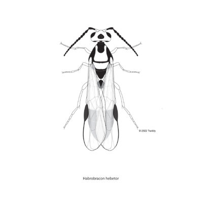 Habrobracon hebeter, Braconid Parasitioid Wasp. 2022