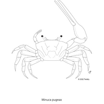 Minuca pugnax, Atlantic Marsh Fiddler Crab. 2022