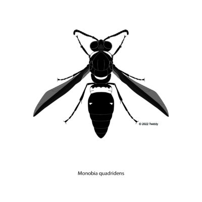Monobia quadredins, Four-Toothed Mason Wasp. 2022