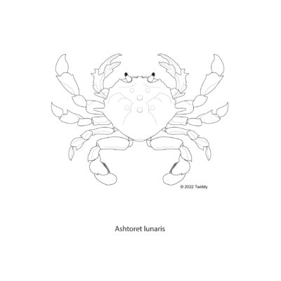 Ashtoret lunaris, Yellow Moon Crab. 2022