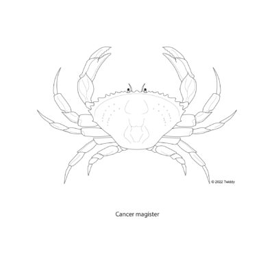 Cancer magister, Dungeness Crab. 2022