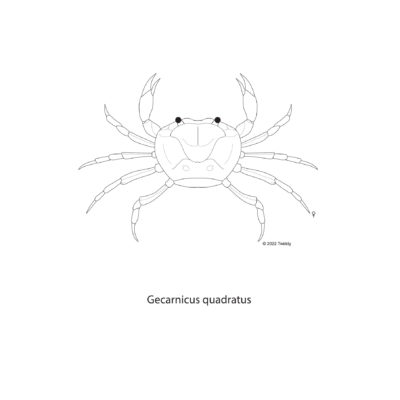 Gecarcinus quadratus, Red Land Crab aka Halloween Crab. 2022