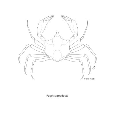 Pugettia producta, Shield Back Kelp Crab. 2022