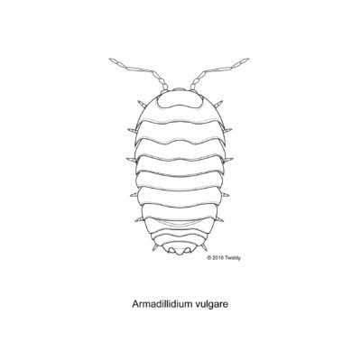 Armadillidium vulgare, Pillbug. 2016