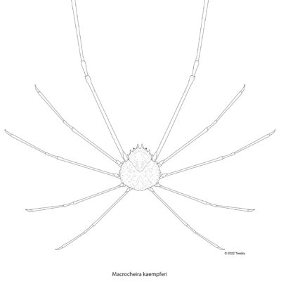 Macrocheira kaempferi, Japanese Spider Crab. 2022