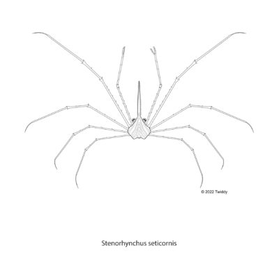 Stenorhynchus seticornis, Yellow Arrow Carb. 2022