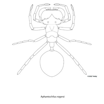 Anphantochilus rogersi, Turtle Ant Mimic Spider. 2022. Mimics Series