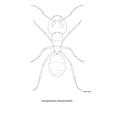 Camponotus sericeiventris, Golden Carpenter Ant. 2022
