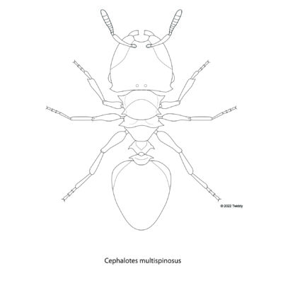 Cephalotes multispinosus, Turtle Ant. 2022