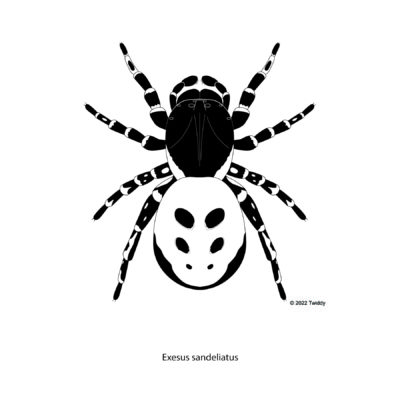 Exesus sandeliatus, Ladybird Spider, Male. 2022. Mimics Series
