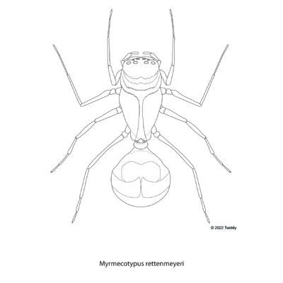 Myrmecotypus rettenmeyeri, Golden Carpenter Ant Mimic Spider. 2022. Mimics Series