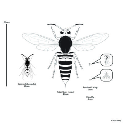 Scale Comparison of Wasp Species. 2022