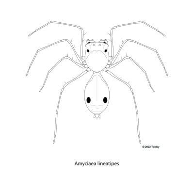 Amyciaea lineatipes, Weaver Ant Mimic Crab Spider. 2022. Mimics Series