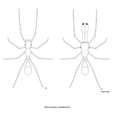 Myrmarachne plataleodies, Red Weaver Ant Mimic Spider (female and male). 2022. Mimics Series