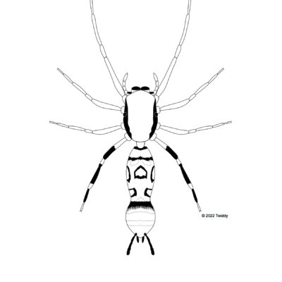 Orsima ichneumon, Ant Mimic Jumping Spider. 2022. Mimics Series
