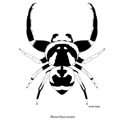 Rhene flavicomans, Wasp Mimic Spider. 2022. Mimics Series
