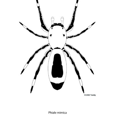 Phiale mimica, Velvet Ant Mimic Spider, Male. 2022. Mimics Series