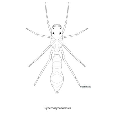 Synemosyna formica, Ant Mimic Jumping Spider. 2022. Mimics Series