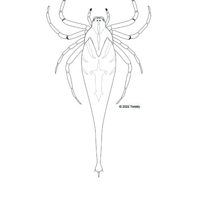 Arachnura melanura, Drag Tail Spider or Scorpion Tailed Orb Weaver. 2022.