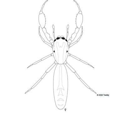 Cheliferoides longimanus, Scorpion Mimic Spider. 2020. Mimics Series