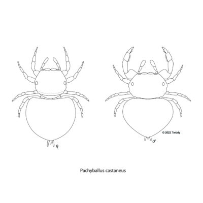 Pachyballus castaneus, Beetle Mimic Spider. Female and Male. 2022. Mimics Series