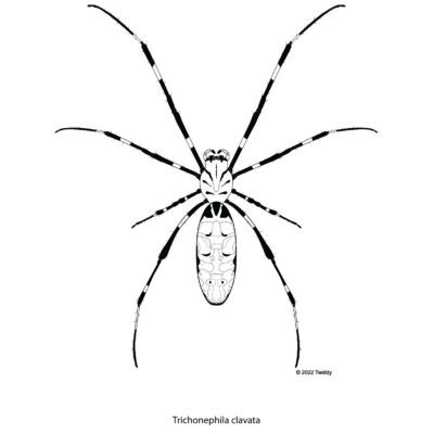 Trichonephila clavata, Joro Spider. 2022
