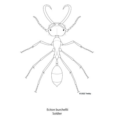 Eciton burchellii, Army Ant soldier. 2022